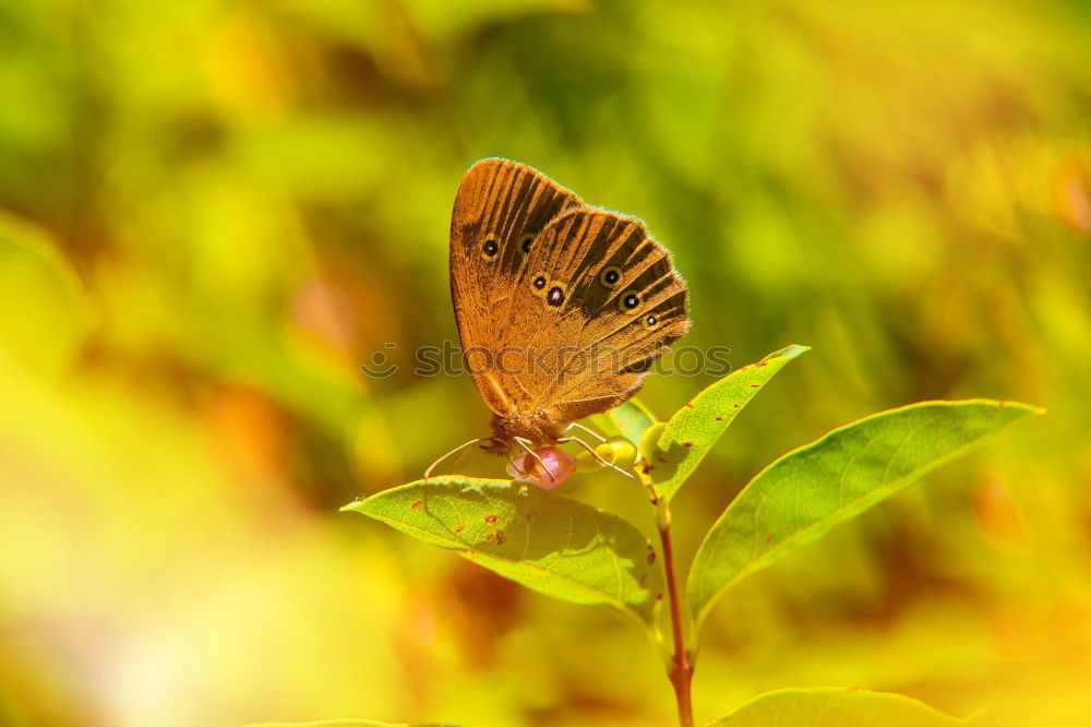 Butterfly in a colourful summer garden