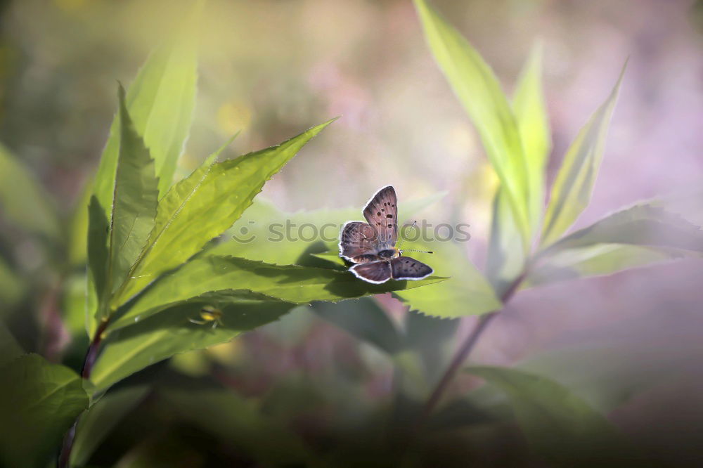 Similar – Image, Stock Photo Dove tail and sage flower