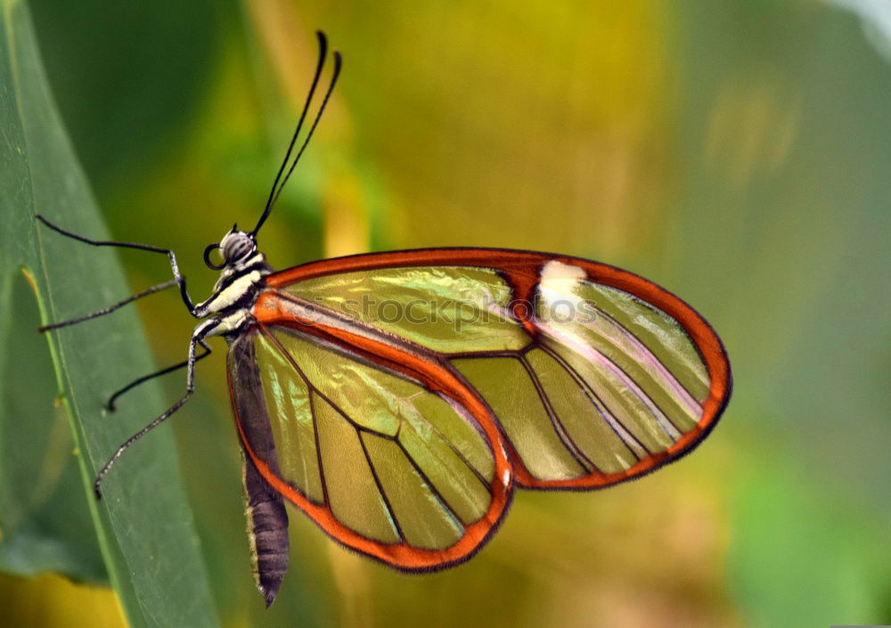 Similar – Image, Stock Photo bug Green Meadow Summer