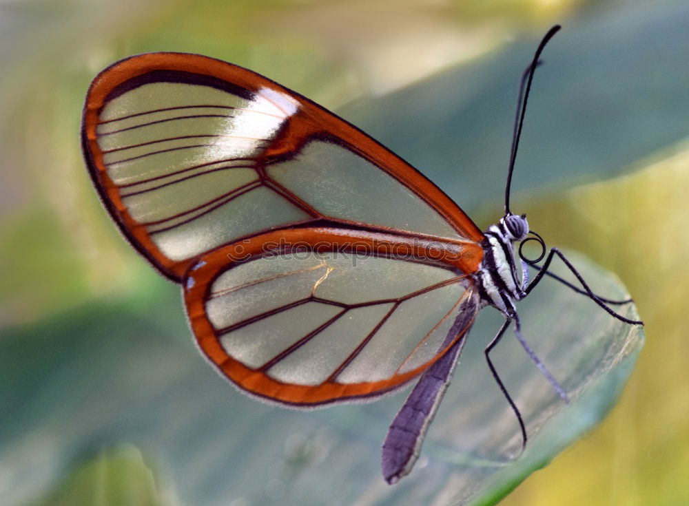 Similar – butterfly Butterfly Flower