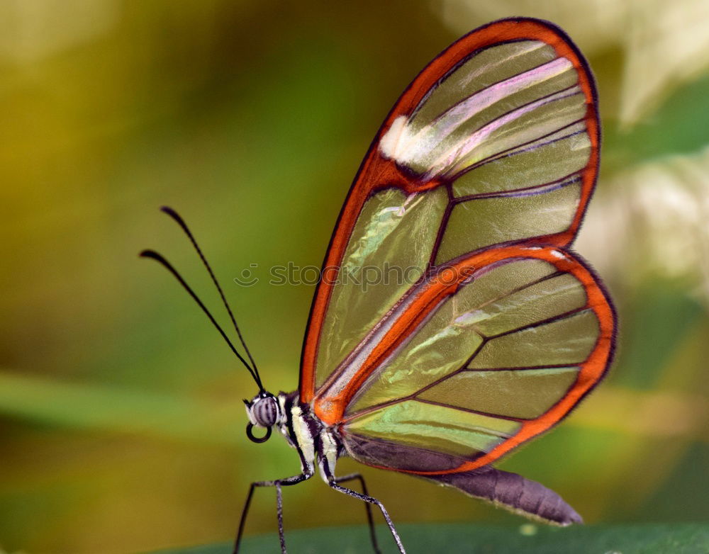 Image, Stock Photo butterfly in the morning…