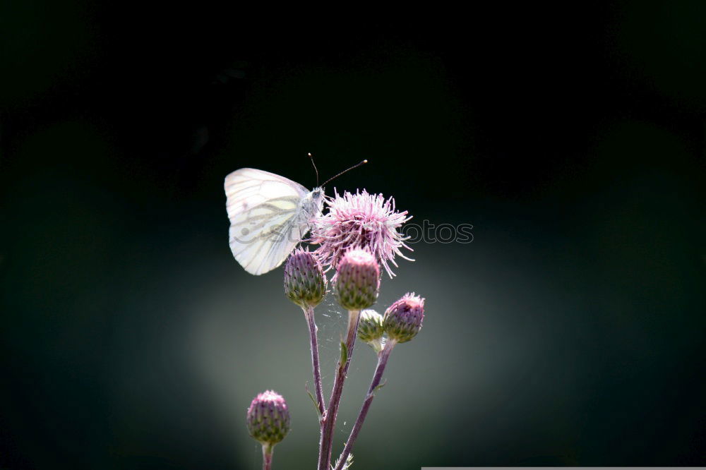 Similar – Image, Stock Photo The color purple (1) Plant