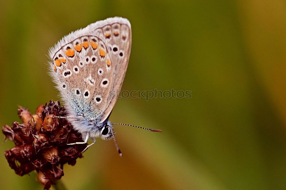 Image, Stock Photo butterfly Butterfly 1