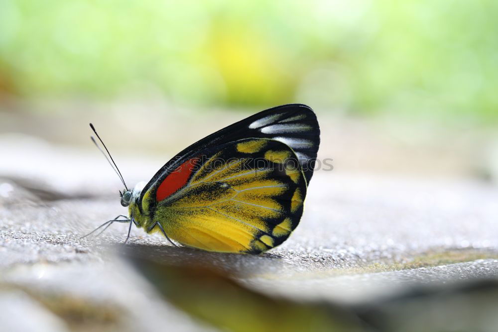 Similar – Image, Stock Photo butterfly photo Leaf