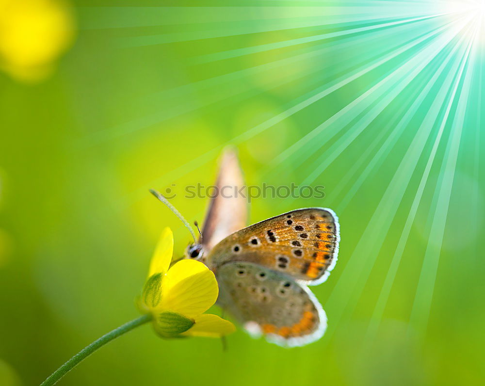 Similar – Image, Stock Photo Little connoisseur