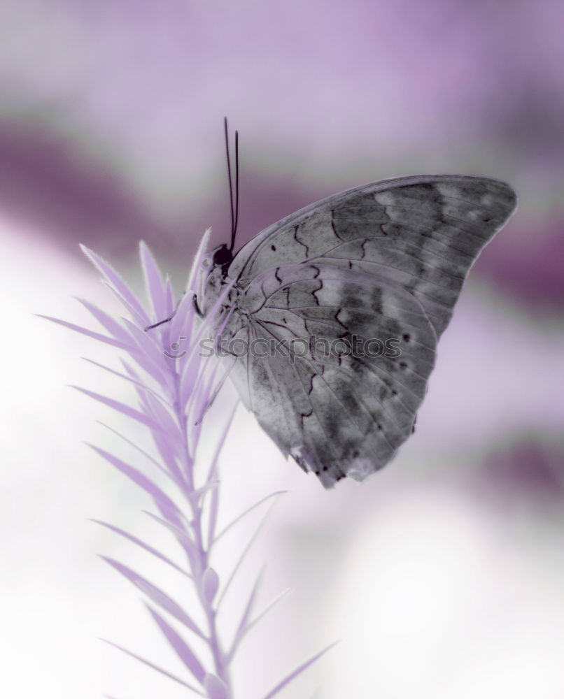 Similar – White Peacock Anartia Jatrophae