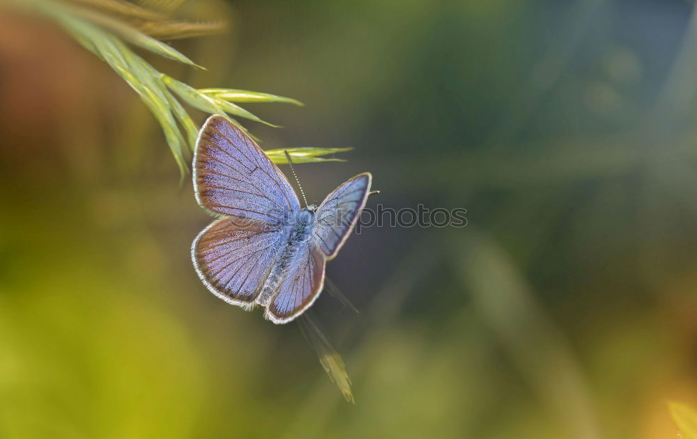 Similar – so rosarosarot Natur