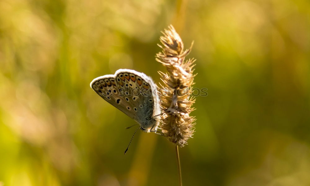 Similar – small butterfly Butterfly