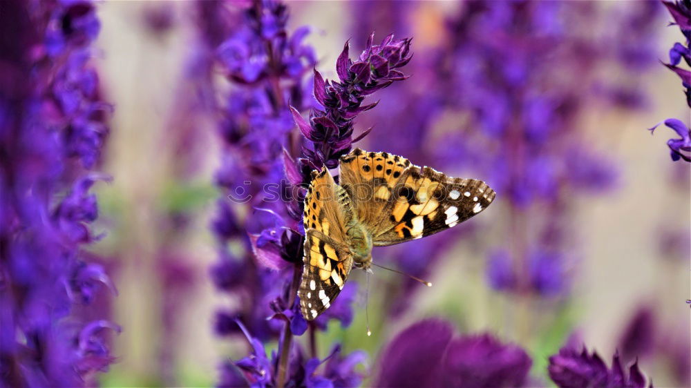 Similar – summer life Bumble bee