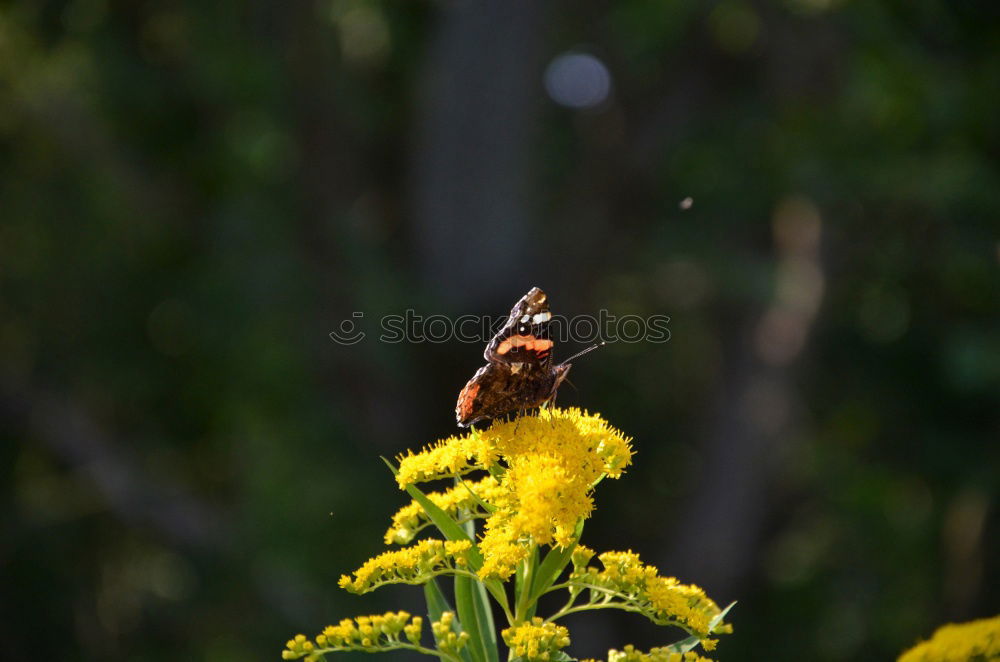 Similar – Image, Stock Photo Little Fox II Butterfly 1