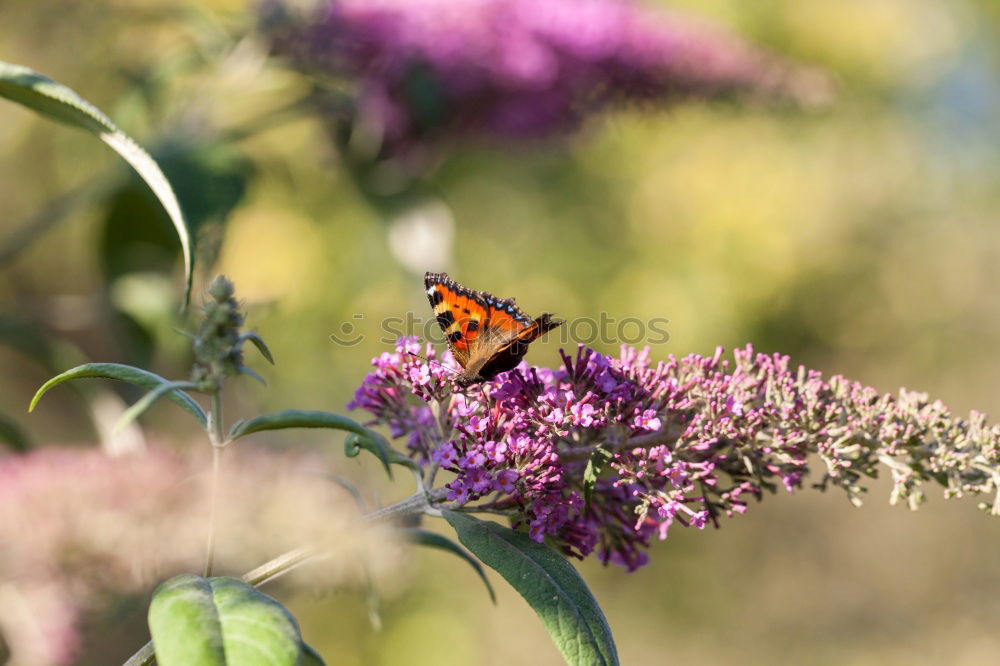 Similar – Foto Bild Letzten Sommer I Natur