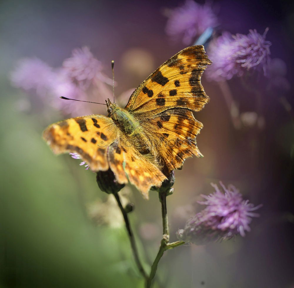 Similar – Zerschmetterling