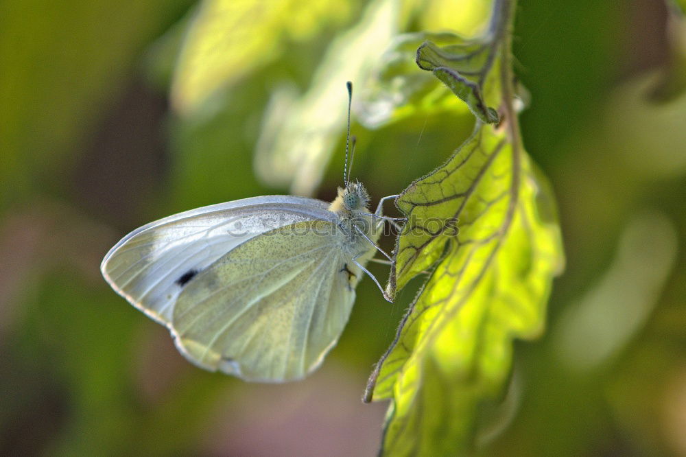 Similar – Papillon Du Chassezac