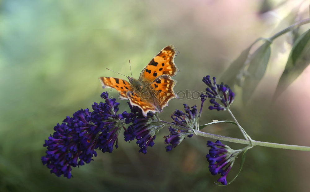 Similar – Image, Stock Photo A butterfly on lavender flowers