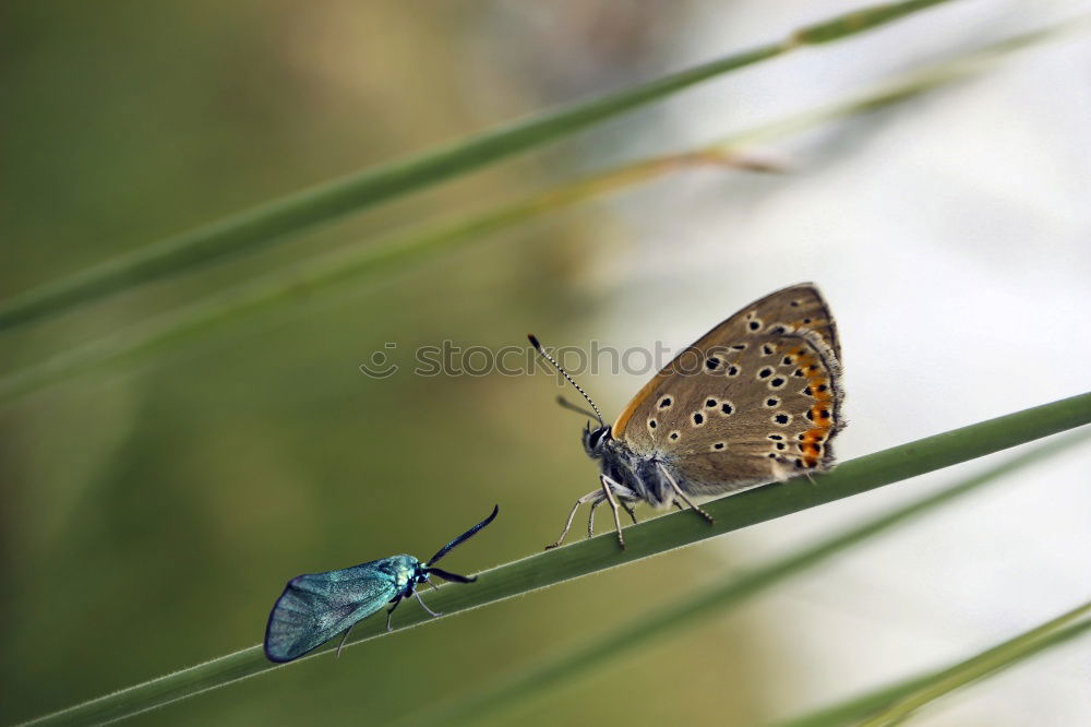 Similar – Image, Stock Photo foggy grey Nature Summer