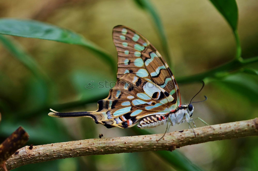 Similar – weiße punkte Schmetterling