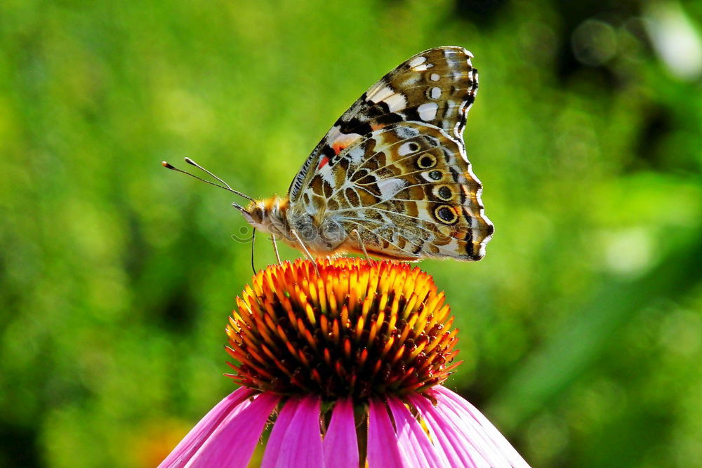 Similar – Zerschmetterling III