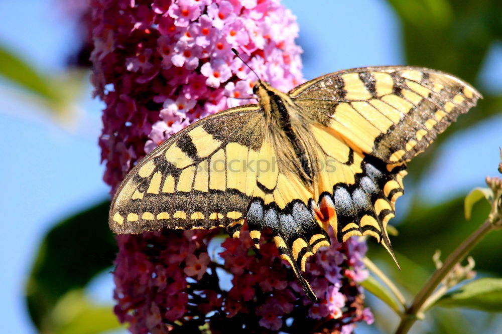 Similar – Foto Bild Schmetterling *4 Blume rot