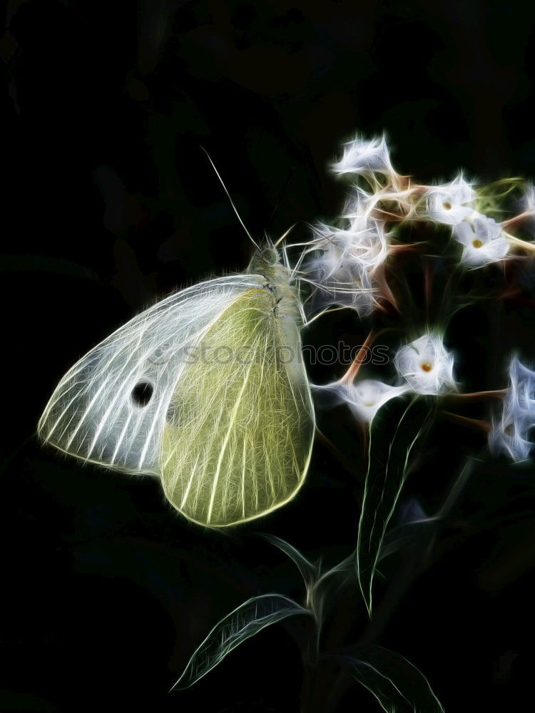 Similar – Competition approaching, cabbage white butterfly on aster