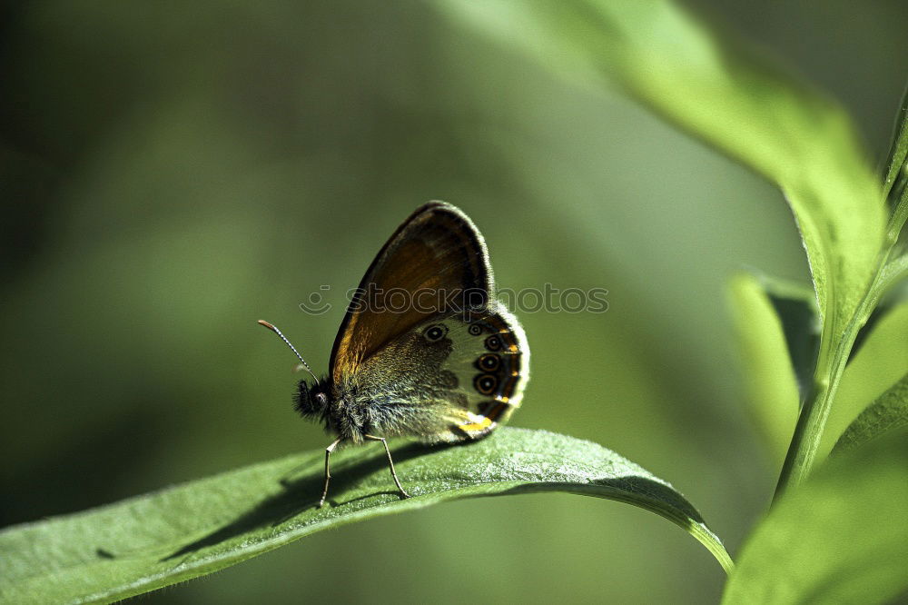 Similar – Brown forest bird on ribwort plantain