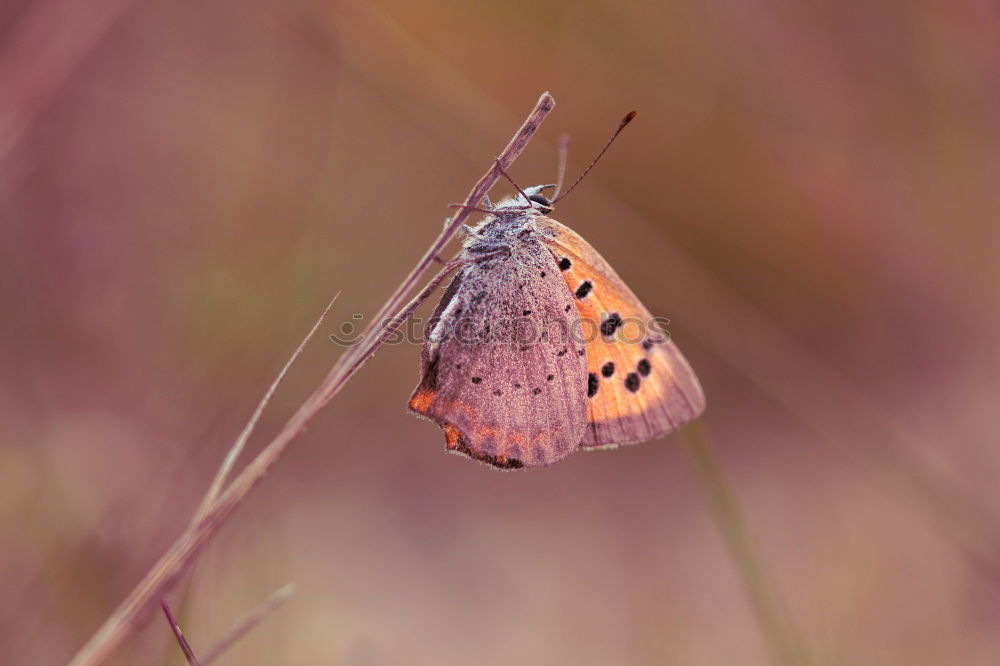 Similar – Image, Stock Photo butterfly Butterfly 1