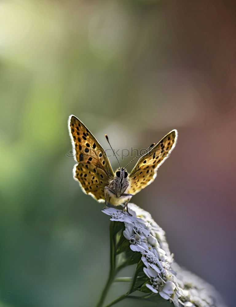 Similar – Image, Stock Photo Butterfly sits on the index finger of a hand