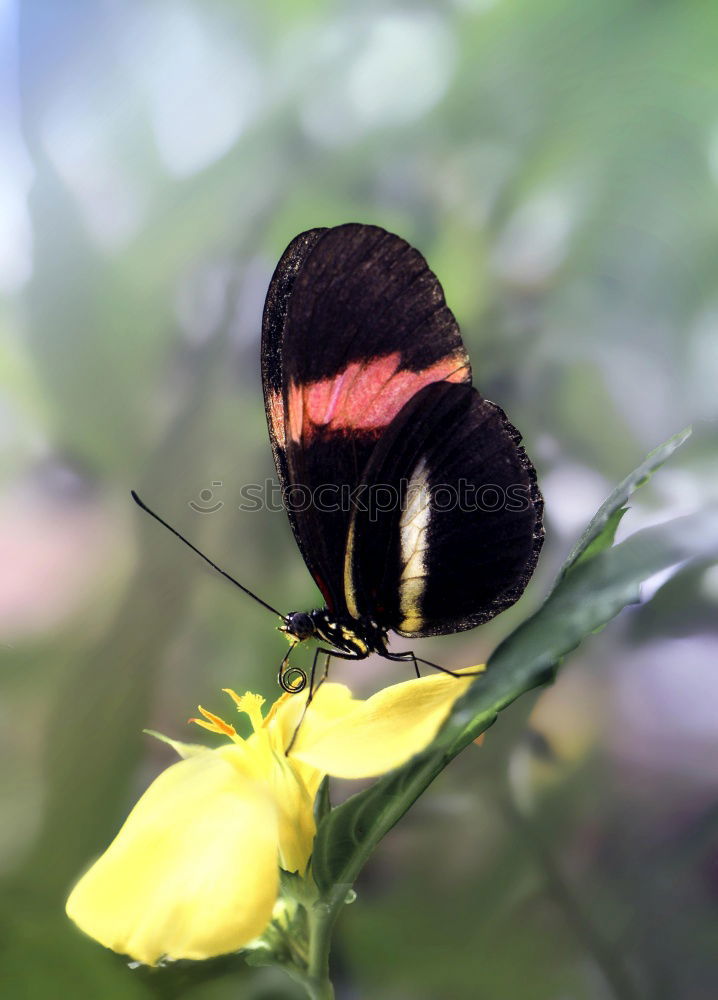 Similar – Schmetterling Blume