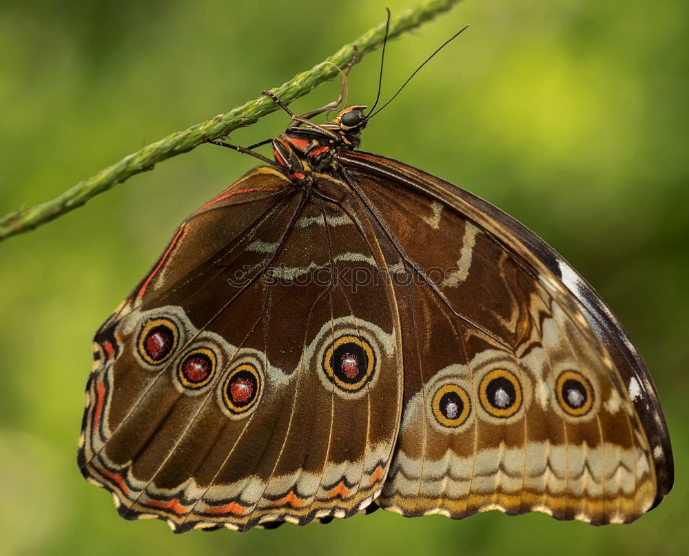 Similar – White Peacock Anartia Jatrophae