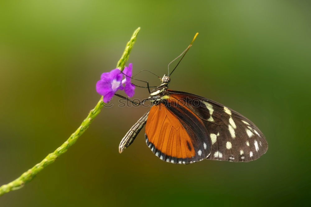 Similar – Filigree beauty Plant Leaf