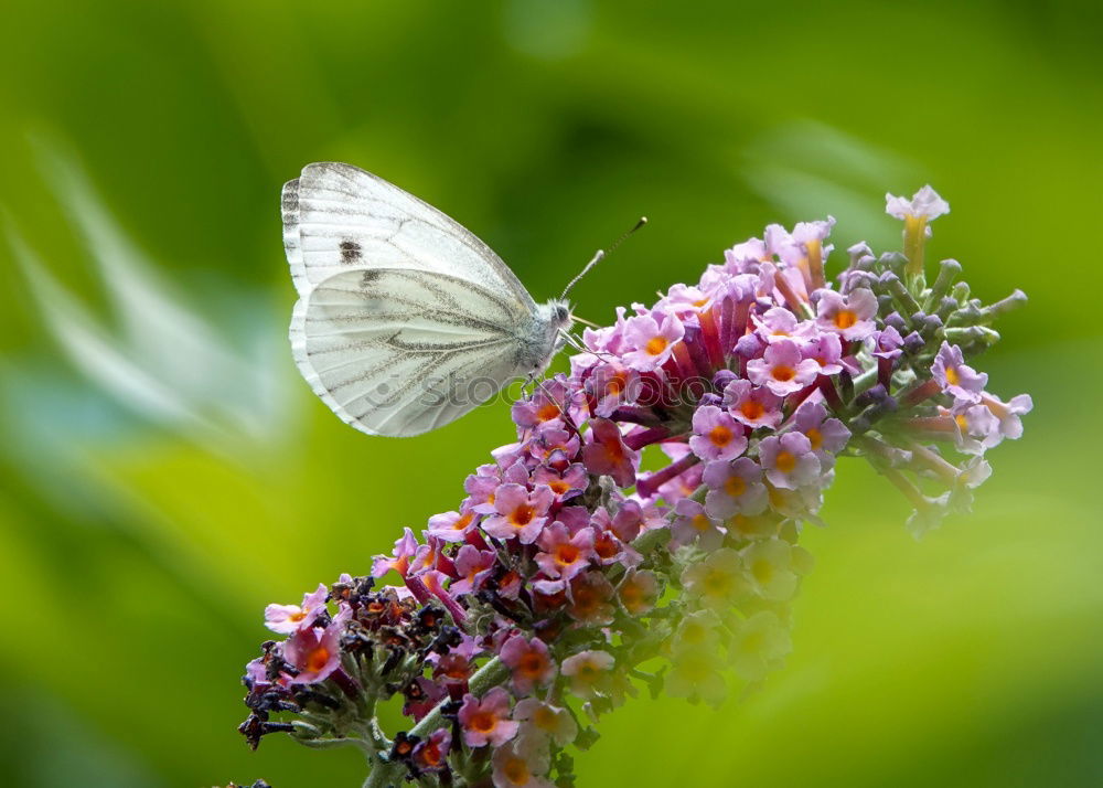 Similar – Foto Bild Weichkäfer im Glück Natur