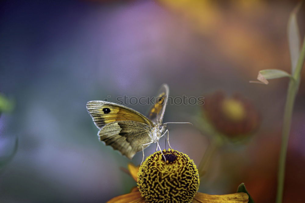 Similar – Day active moth sitting on a forget-me-not flower II