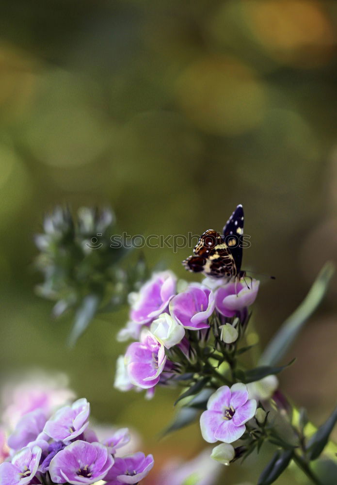 Similar – Foto Bild hummlisch Hummel Blüte