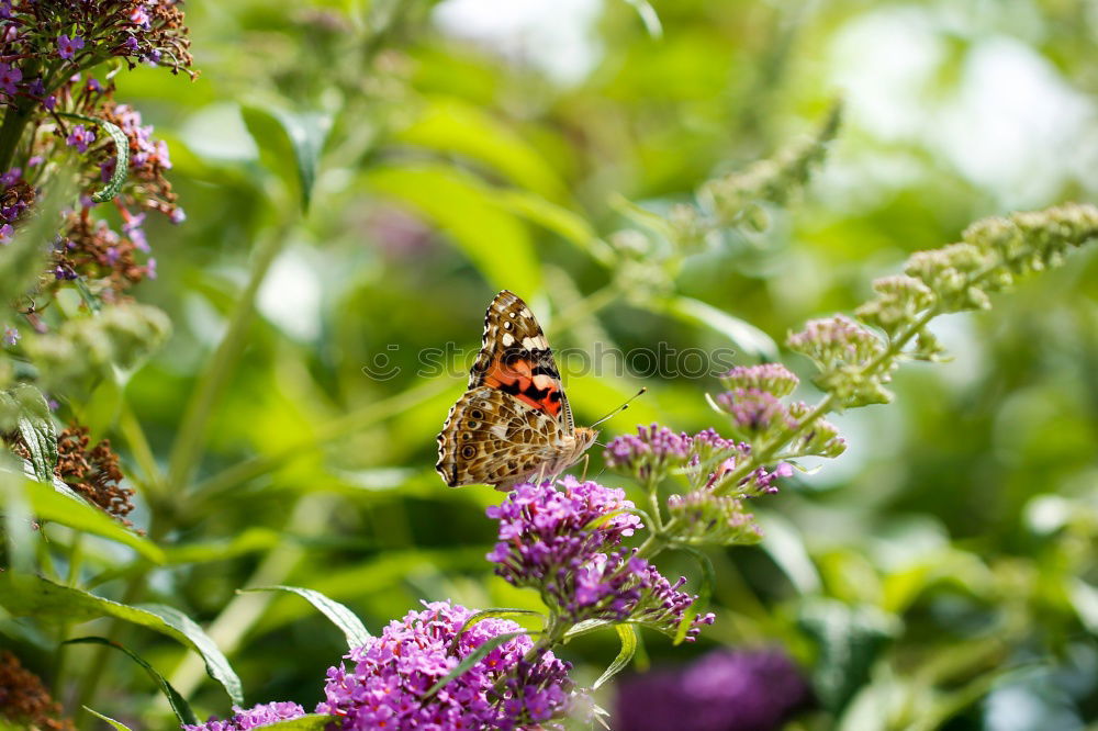 Similar – Foto Bild Weichkäfer im Glück Natur