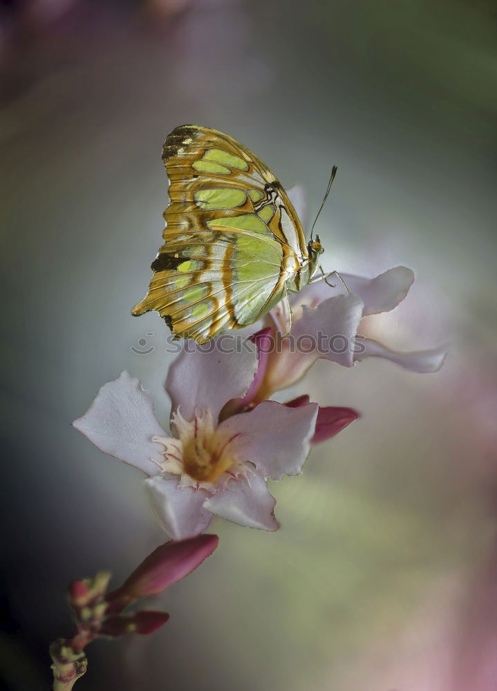 Similar – Image, Stock Photo favourite flower