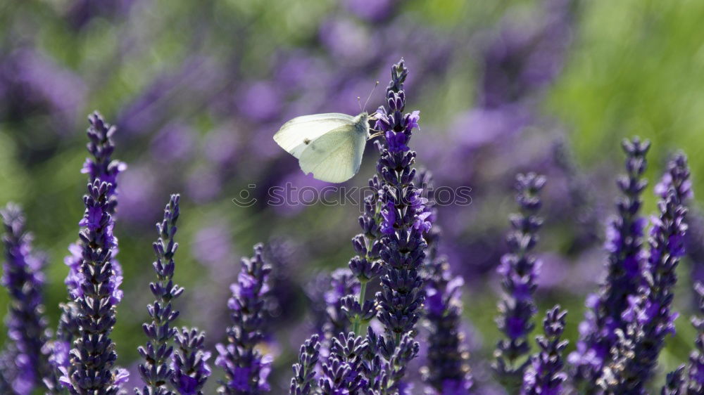 Similar – summer life Bumble bee