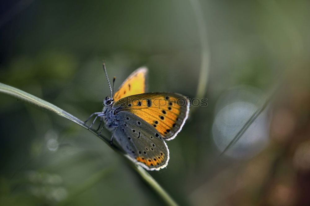 Similar – butterflies Nature Plant