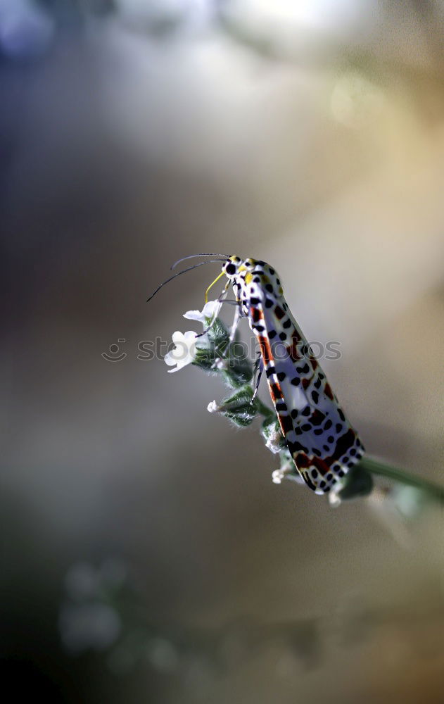 Similar – Black and Red Butterfly