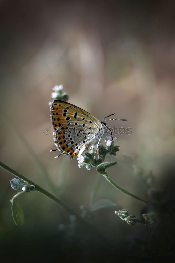 Similar – C butterfly Environment