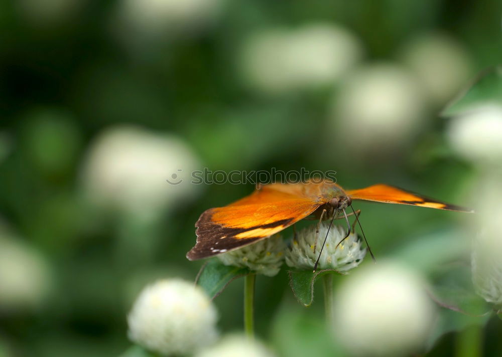 Similar – Image, Stock Photo Orange butterfly posed on mauve flowers