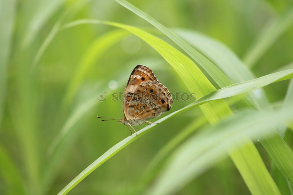 Similar – Brown forest bird on ribwort plantain