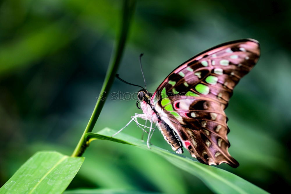 Similar – Image, Stock Photo butterfly Nature Plant