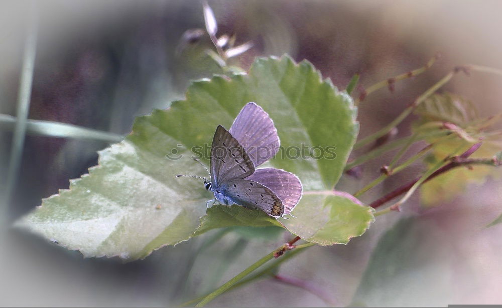 Aporia crataegi Nature