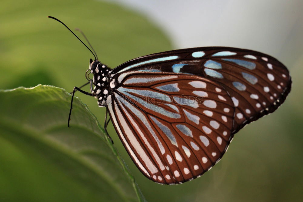 Similar – Image, Stock Photo resting in a leaf Garden