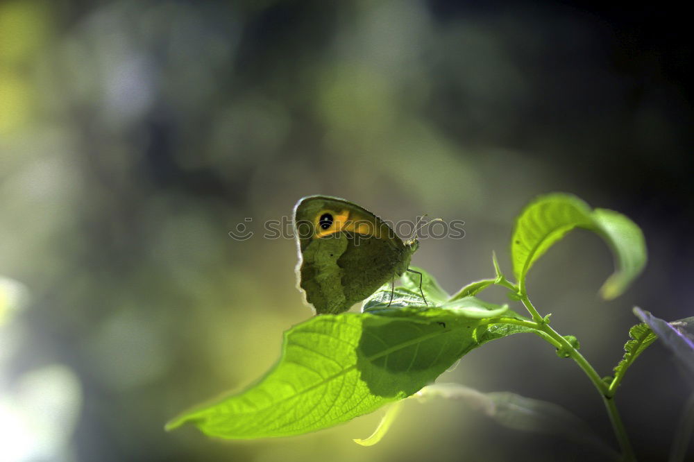 Similar – White Peacock Anartia Jatrophae