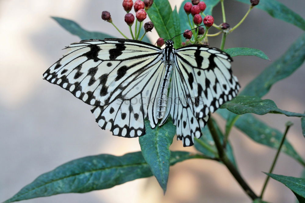 Similar – Image, Stock Photo Macro Butterfly