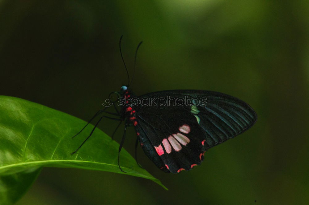 Similar – Image, Stock Photo Mr. Postman Nature Animal