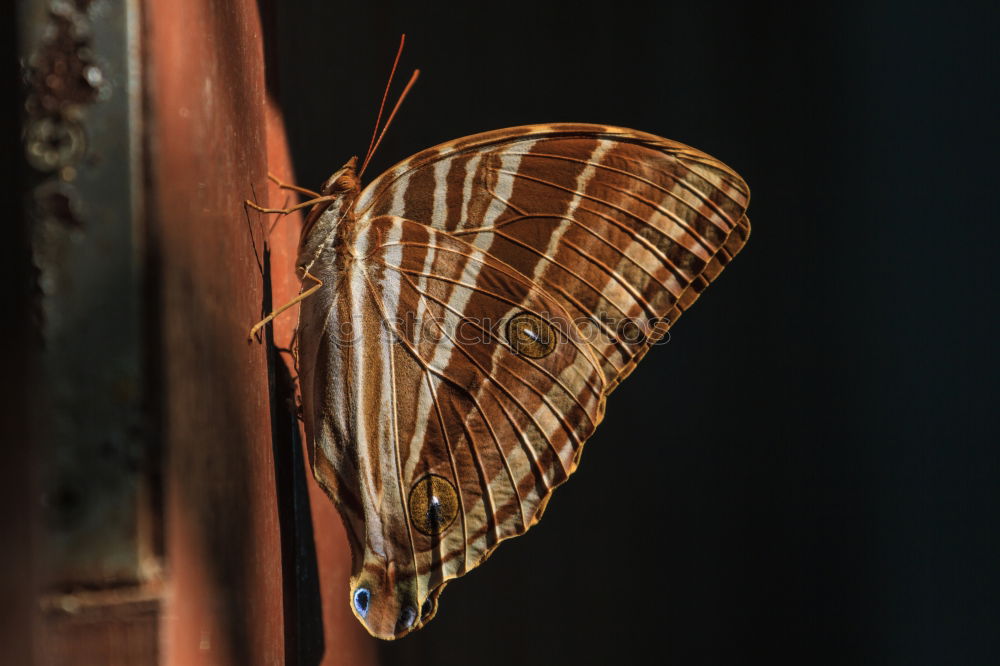 Similar – Flying old butterfly.