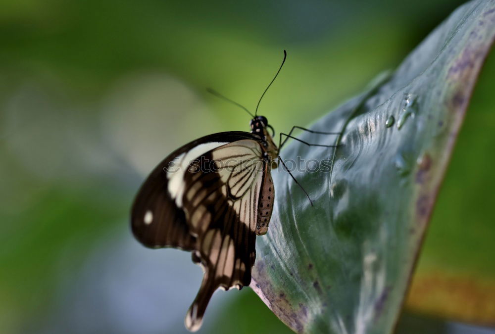 Similar – Image, Stock Photo Pigeon tail; macroglossum; stellatarum;