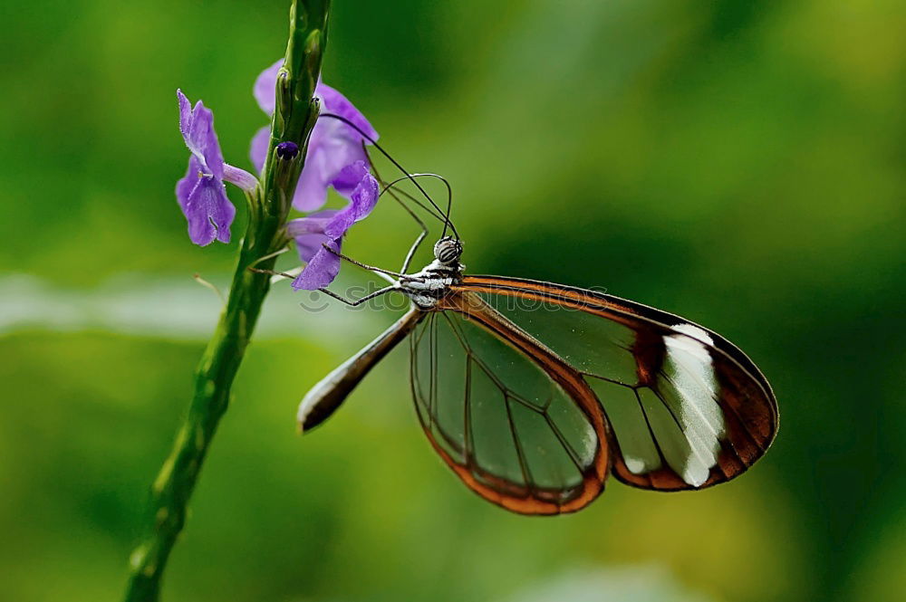 Similar – Zerschmetterling