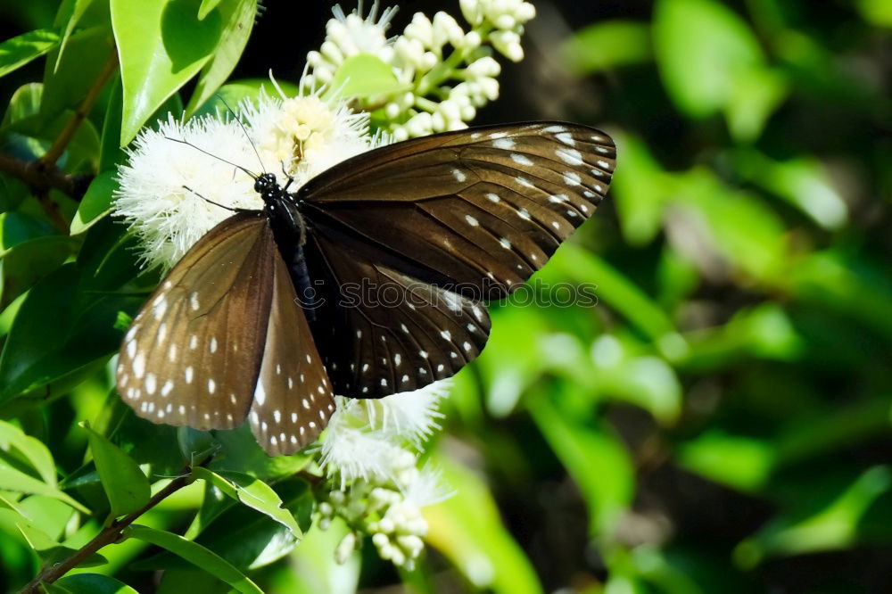 Similar – butterfly Schmetterling